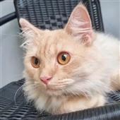 Chú