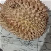 Bản