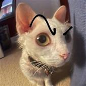 Foo