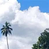 Bón