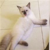 Bữa