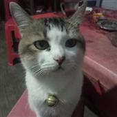 Kèo