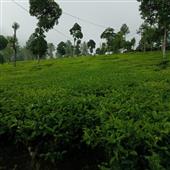 Luậ