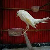 Trự