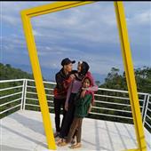 Cây