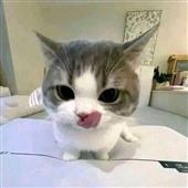 giả