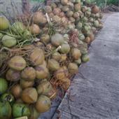 đua