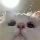 Giả