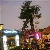 Tại