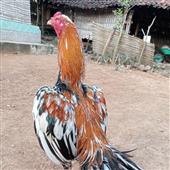 Xúc