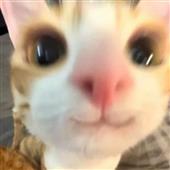 Cas