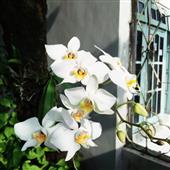 Tỷ 