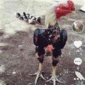 Pok