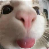 Bản