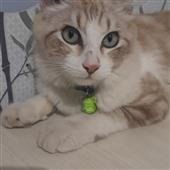 Chú