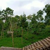 Gà 