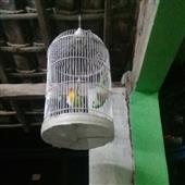 Mắt