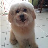 Bản