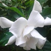 Bản