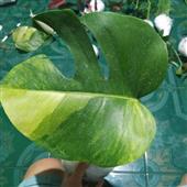 Lịc