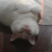 Các