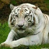 Pok