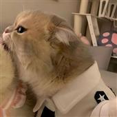 Kèo