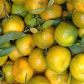 Cuộ