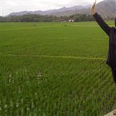 Phầ