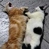 All