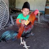Vàn