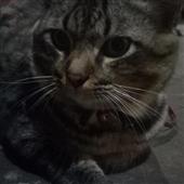 Lễ 