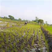 Dự 