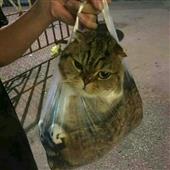 Trò