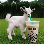 Gấp