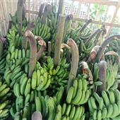 Rồn
