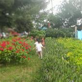 đơn