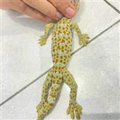 Trự