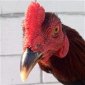 Fru