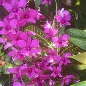 Dự 