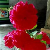 Bản