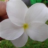 Tài
