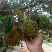 Nữ 