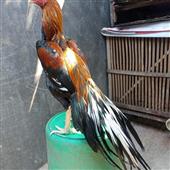 G-K