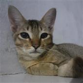 Tin