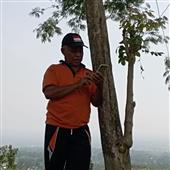 Fir