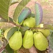 Hầm