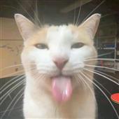 Chú