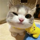 Bản