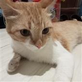 Thầ